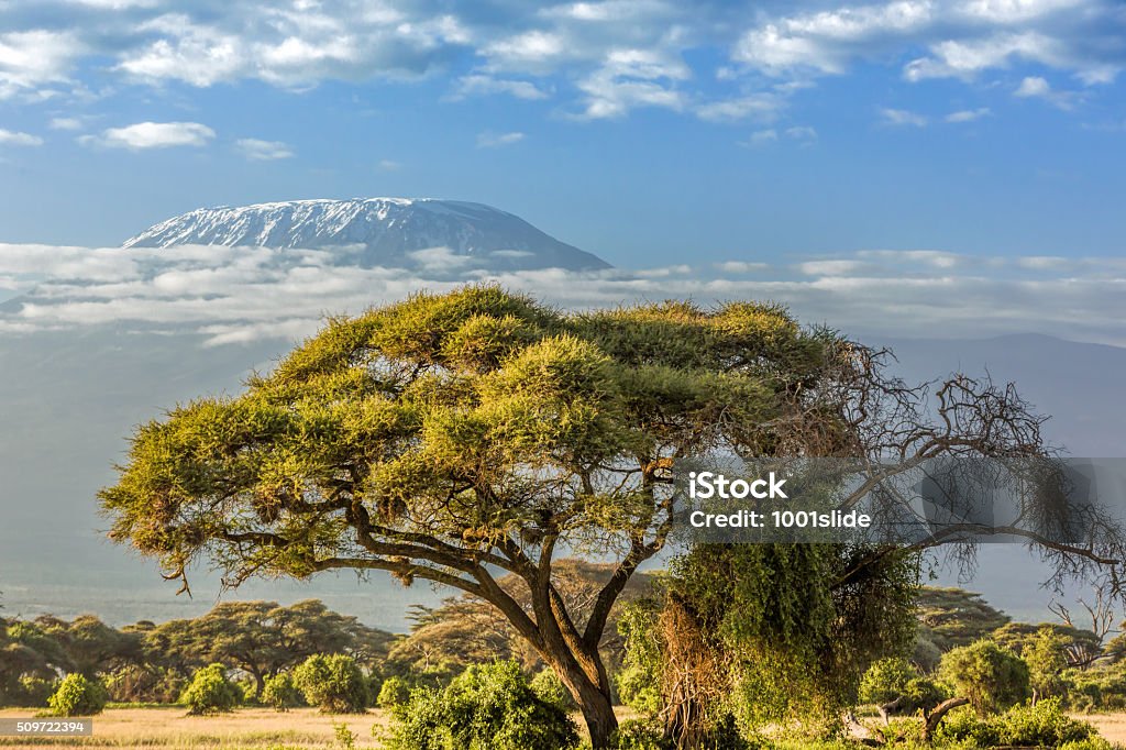 Mt Kilimanjaro, clouds and Acacia tree - in the morning Mt Kilimanjaro, clouds and Acacia tree - aerial view early in the morning - "mountain cake with cream" Aerial View Stock Photo