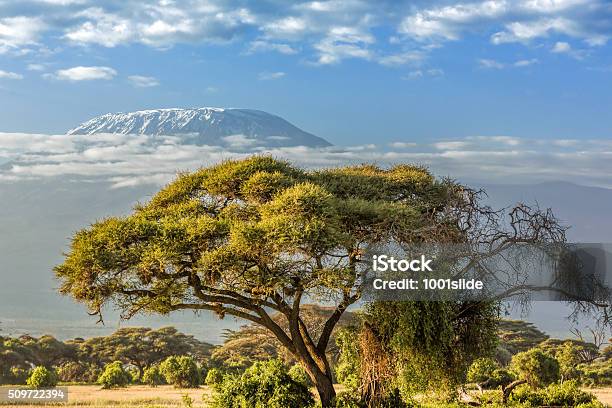 Mt Kilimanjaro Clouds And Acacia Tree In The Morning Stock Photo - Download Image Now