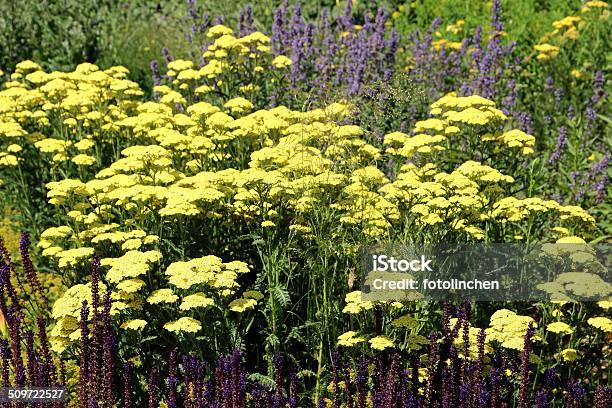 Gelbe Schafgarbe Stockfoto und mehr Bilder von Schafgarbe - Schafgarbe, Blume, Blumenbeet