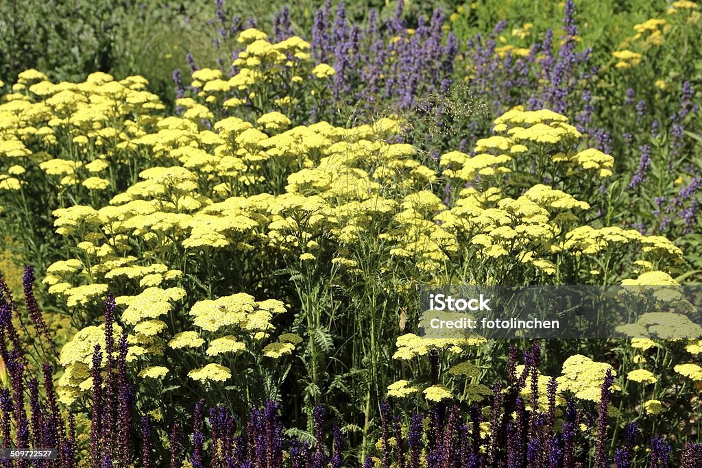 Yarrow amarillo - Foto de stock de Milenrama libre de derechos