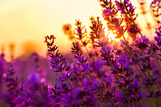 istock Lavender field in Tihany, Hungary 509722547