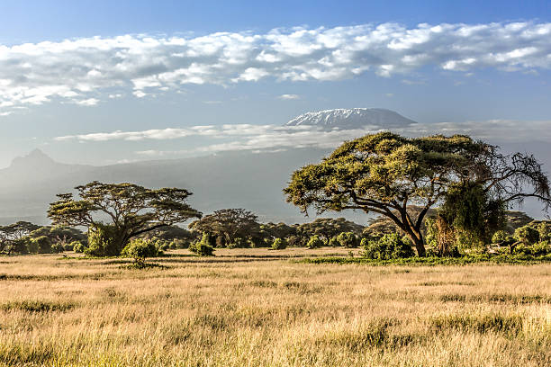 Mt Kilimanjaro, clouds and Acacia tree - in the morning stock photo