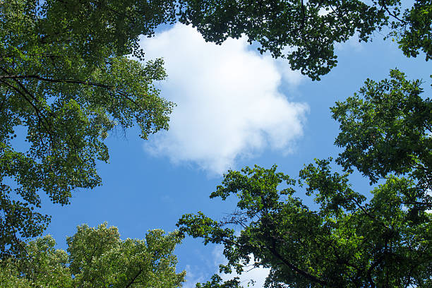 istock White clouds surrounded by luxuriant trees against a beautiful c 509723349