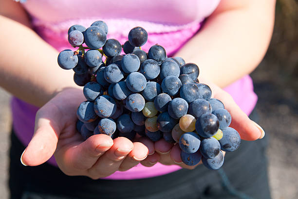 Black grapes in hands stock photo