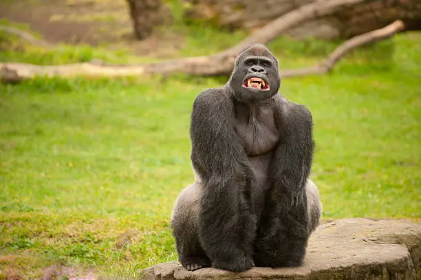 Photo of Silverback gorilla with funny grin