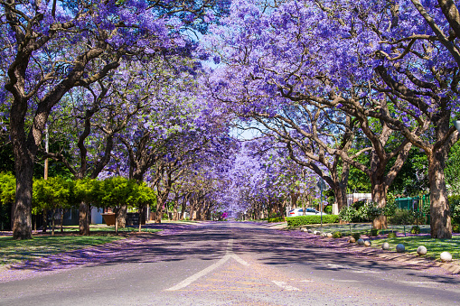 Street in Pretoria lined with beautiful purple Jacaranda trees