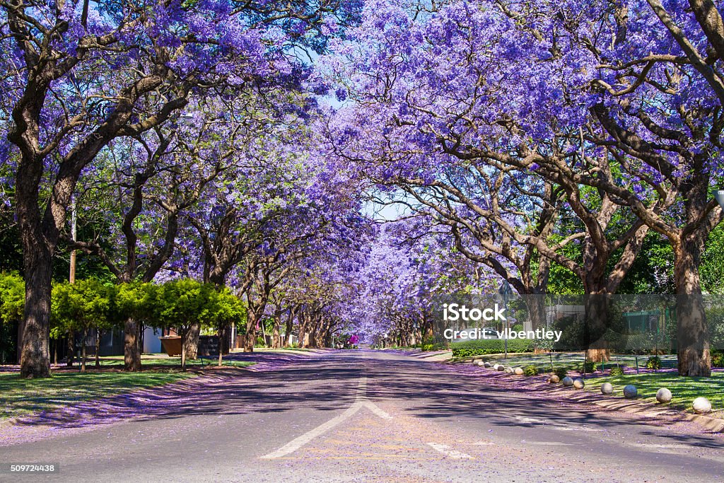 Street in Pretoria lined with Jacaranda trees Street in Pretoria lined with beautiful purple Jacaranda trees Pretoria Stock Photo