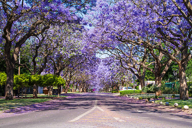 Street in Pretoria lined with Jacaranda trees Street in Pretoria lined with beautiful purple Jacaranda trees pretoria stock pictures, royalty-free photos & images