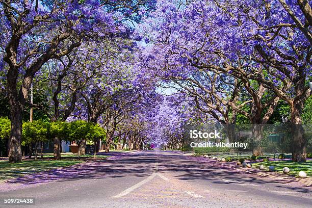 Street In Pretoria Lined With Jacaranda Trees Stock Photo - Download Image Now - Pretoria, Jacaranda Tree, Street