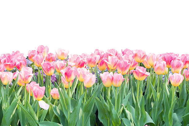 istock Tulips farm beautiful on white background 509724762