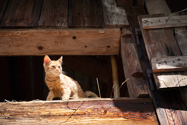 Cat on the farm...