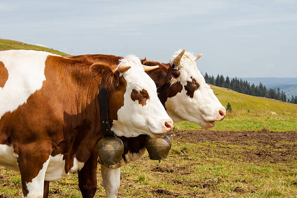 Close-up portrait of a brown Swiss cow with traditional bell standing on a green alpine meadow near Seealpsee in Appenzell, Switzerland, with evergreen forest in the background.