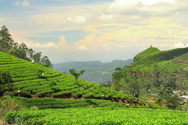 istock tea plantation landscape 509725166