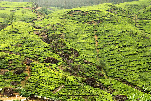 istock tea plantation countryside 509725208