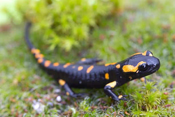 istock Amphibian fire salamander on green floor 509725333