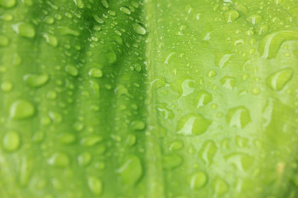 istock Close up of blurred green leaf background 509725623
