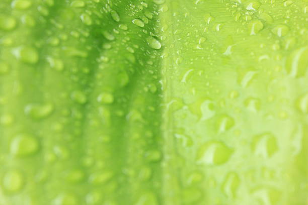 istock Close up of blurred green leaf background 509725627