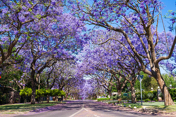 istock Street in Pretoria with Jacaranda trees 509726482