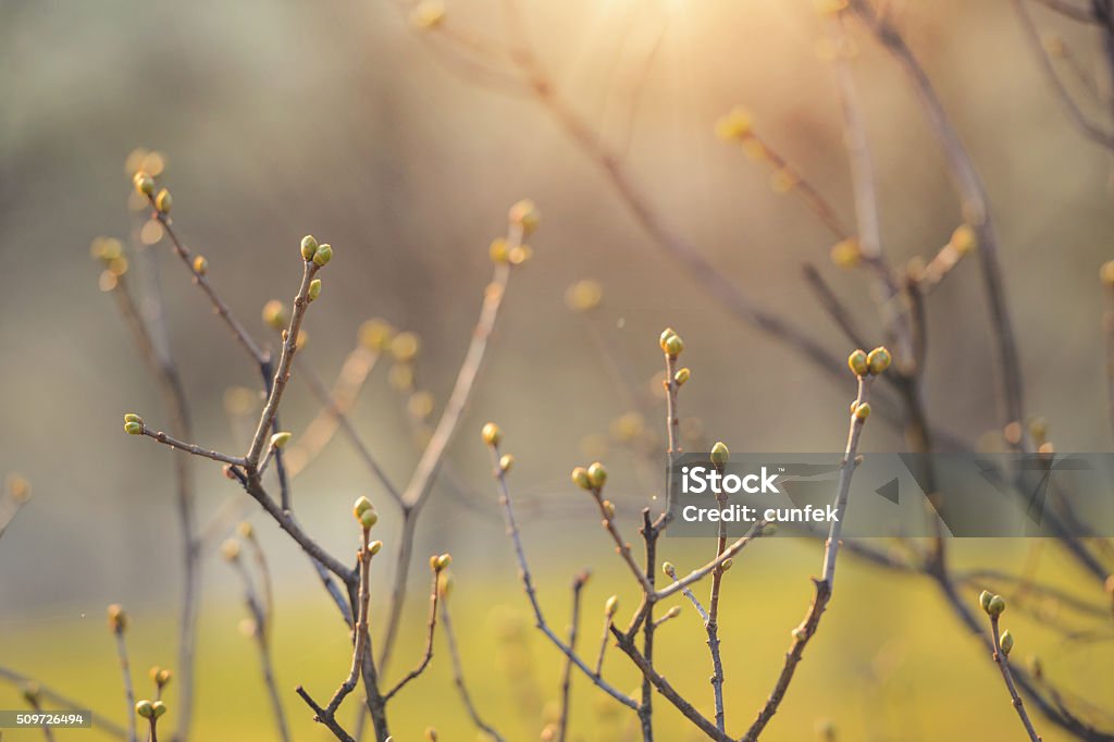 First Spring Buds First Spring Bush Bud Stock Photo - Download Image Now - Bud, Tree ...