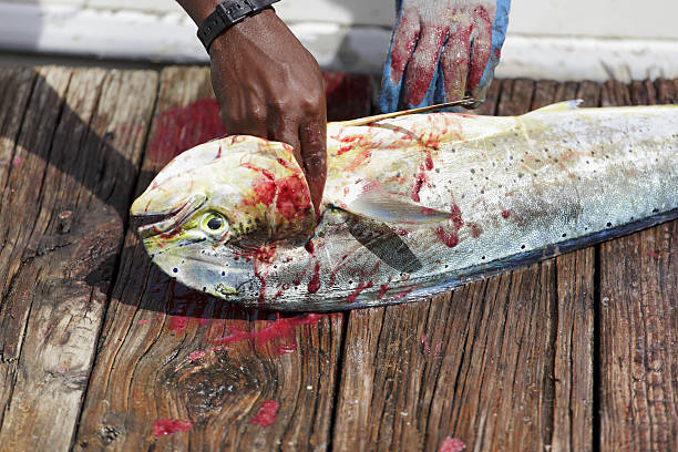 mahi dorado, dorado, pez delfín, coryphaena hippurus - coryphaena fotografías e imágenes de stock