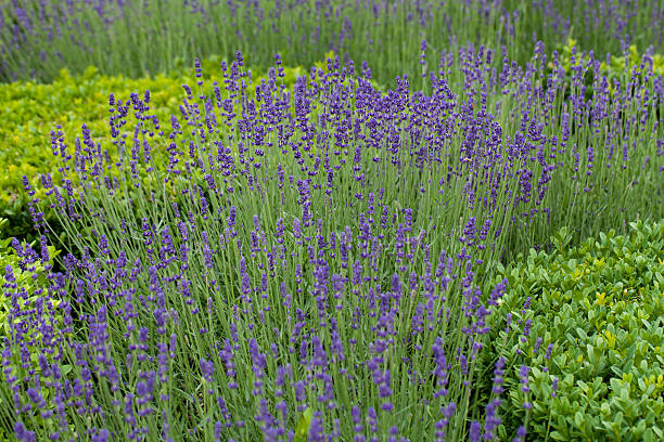 istock flourishing lavender 509726677