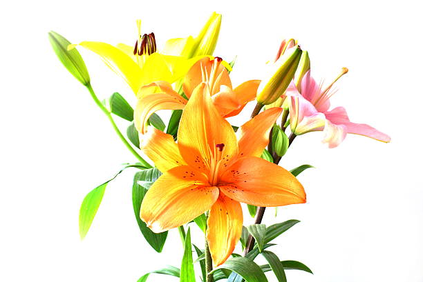 istock Beautiful colorful lilies 509727566