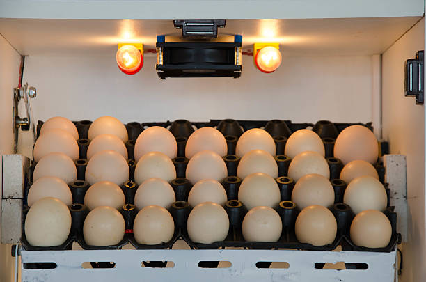 incubadora - chicken hatchery imagens e fotografias de stock