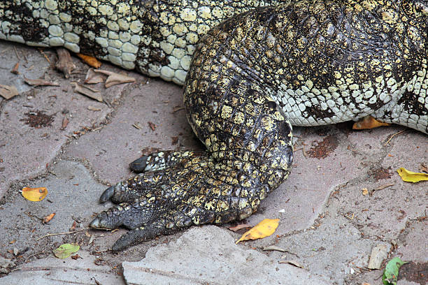 istock Crocodile legs are strong 509727925