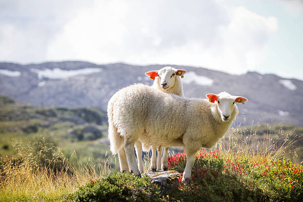 Two sheep in the Norwegian mountains Two sheep in the Norwegian mountains norwegian culture photos stock pictures, royalty-free photos & images