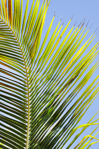 close up view of green palm leaves, partially illuminated on the back by the sunlight, in a natural environment, in the morning