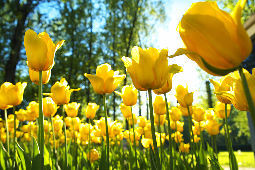 flowerbed with yellow tulips