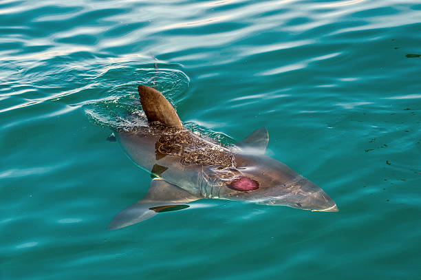 istock Great white shark and pink jellyfish at the ocean. 509730992