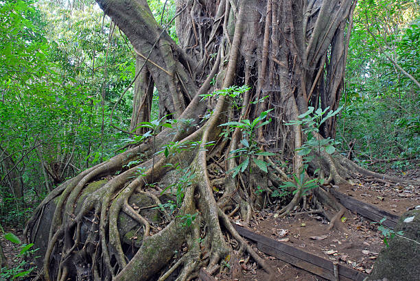 istock Ficus Tree roots in rainforest the jungle Costa Rica 509731140