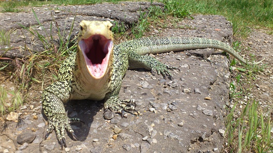 monitor lizard yawning