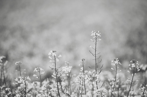 Black and white photo of Rapeseed in afternoon sun