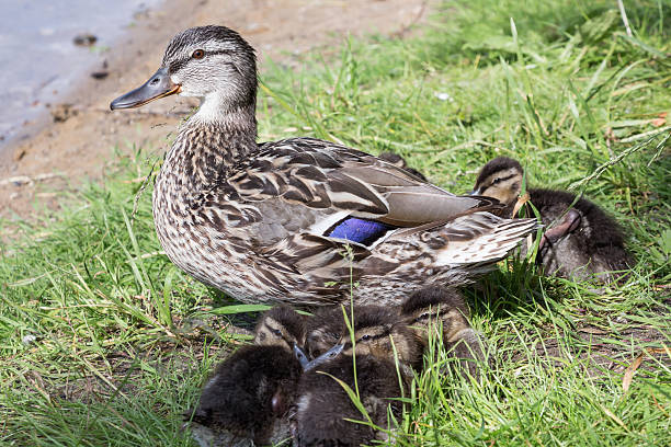 istock Duck with a brood of ducklings 509733120