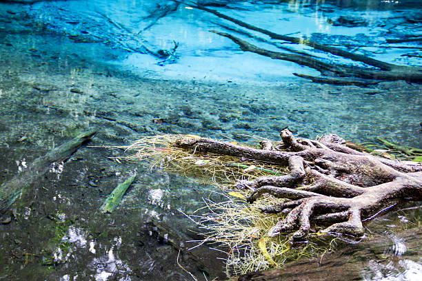 istock Emerald Pool. Krabi, Thailand 509733126