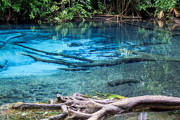 istock Emerald Pool. Krabi, Thailand 509733296