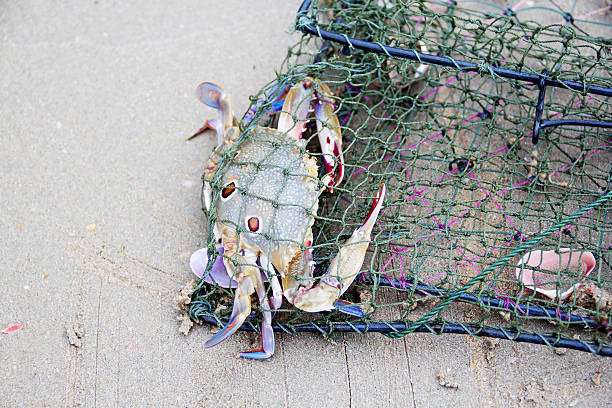 istock horse crab caught fishing nets 509734464