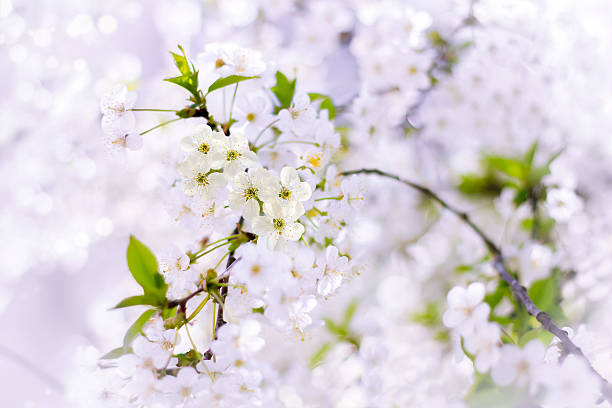 istock Flowers of the cherry blossoms on a spring day 509734922