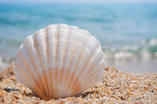 istock Perfect vacation on the beach 509735576