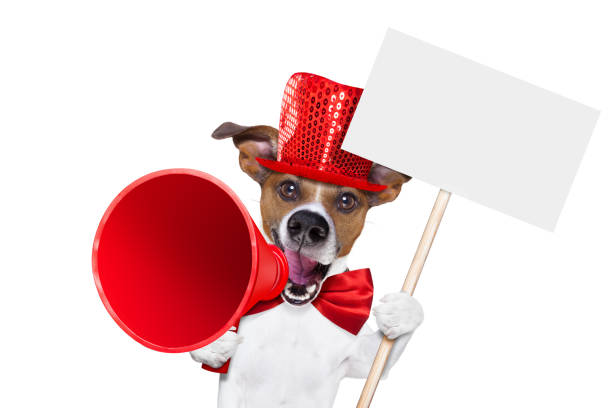 istock dog sale megaphone 509735896