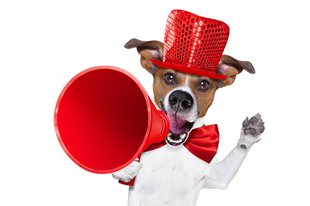 istock dog sale megaphone 509735930