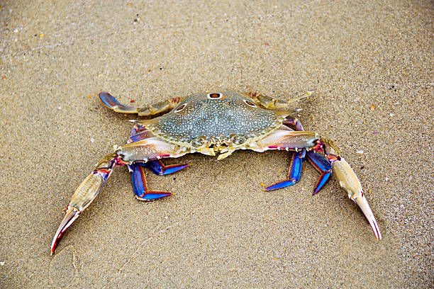 istock Horse crab on the beach 509735970