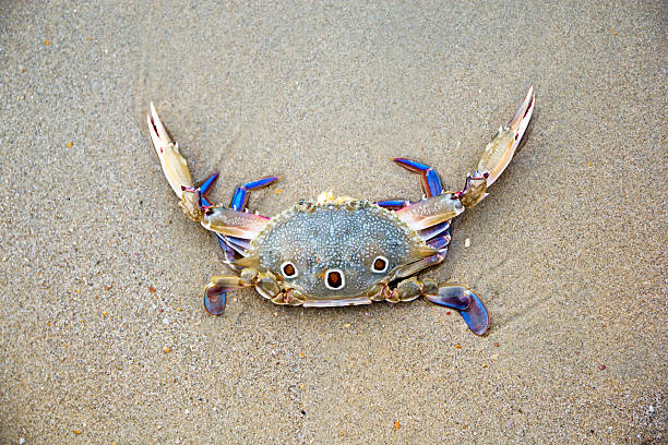 istock Horse crab on the beach 509736176