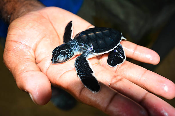 istock Small Sea Turtle On Hand In Kosgoda, Sri Lanka 509736928