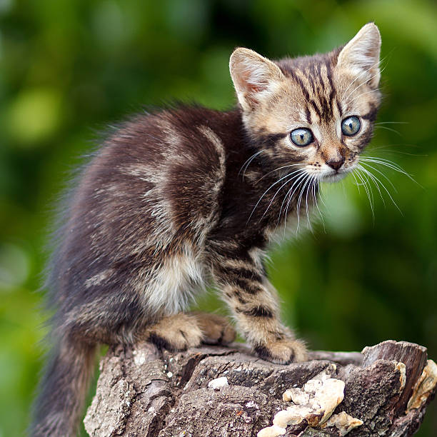 istock stripes  brown cute kitten sitting on a stump 509736936