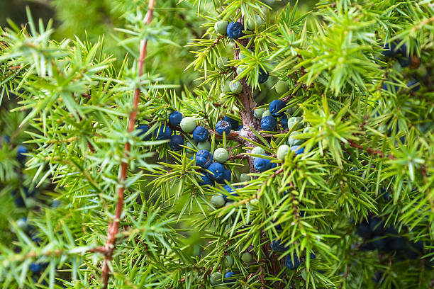 istock Berries ripen on the branches of a juniper 509737144