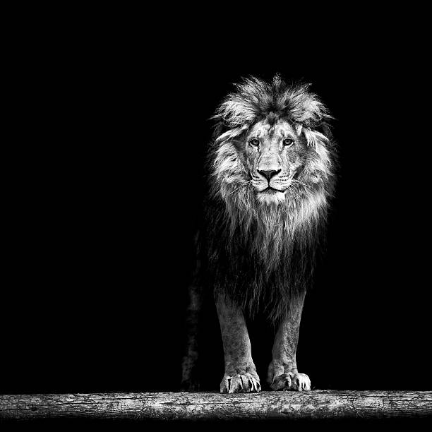 istock Portrait of a Beautiful lion 509737566