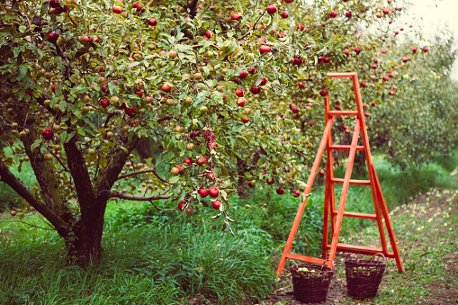gathering apples in the garden 